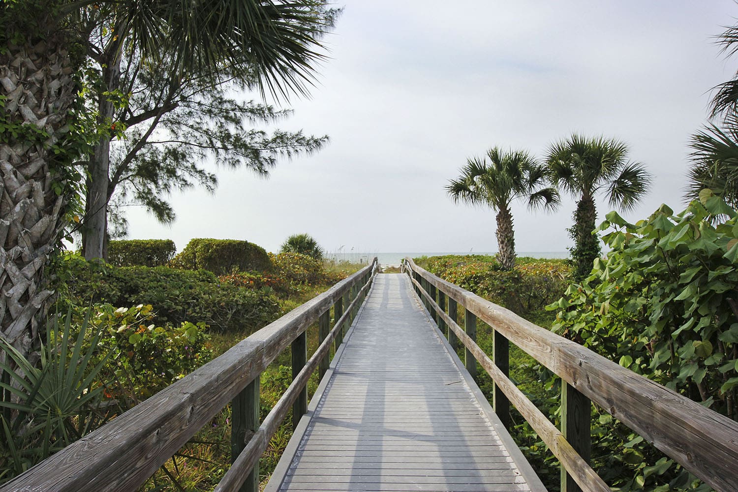 A boardwalk going through the middle of a field.