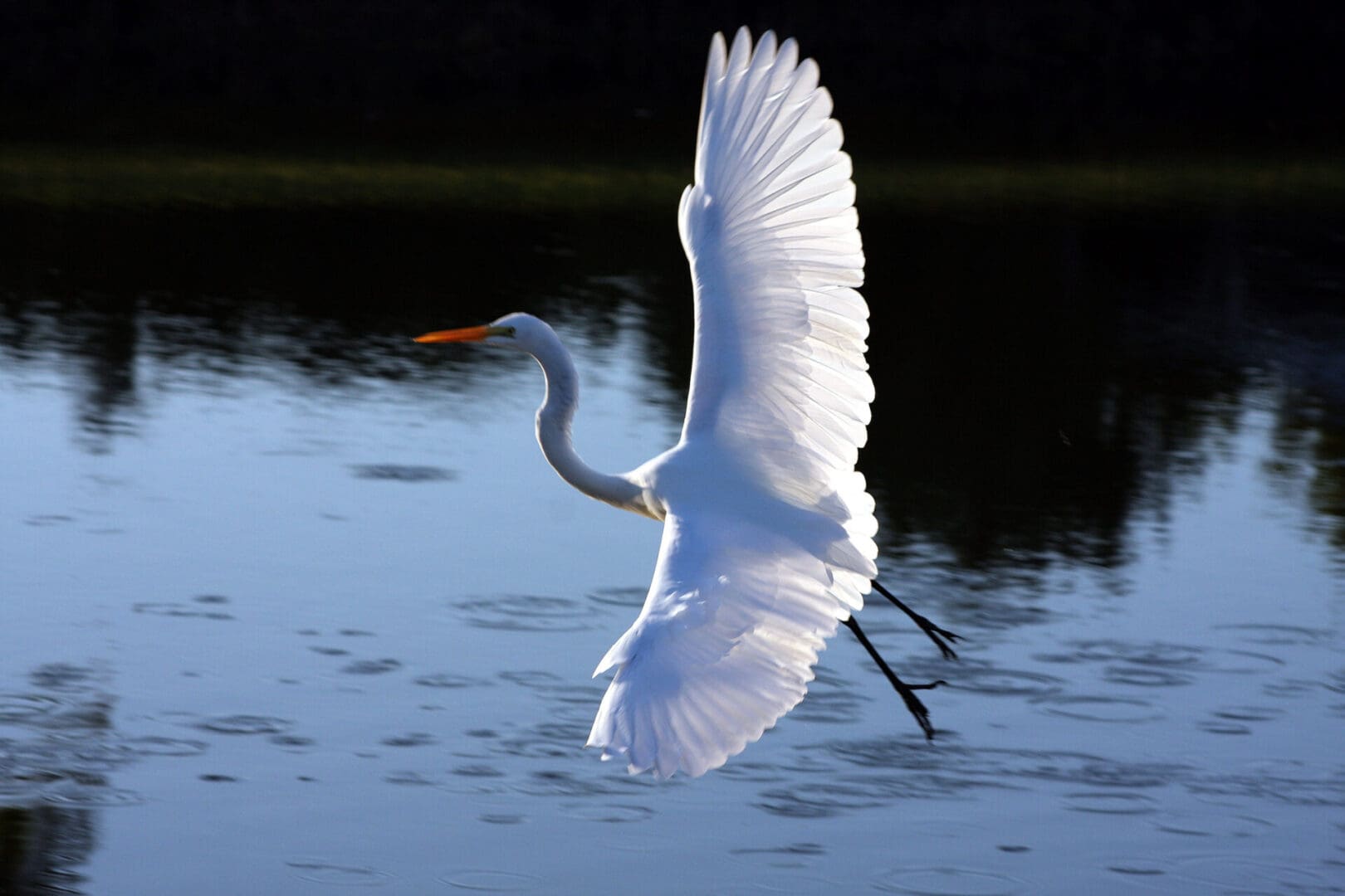 A white bird flying over water with its wings spread.