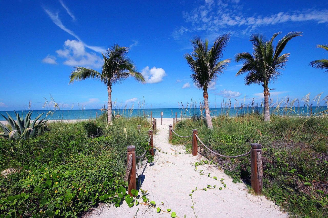 A path to the beach with palm trees and bushes.